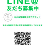 LINE公式アカウント